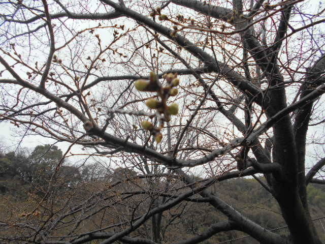 3月21日 サクラの開花情報の写真