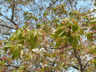 4月15日　サクラの開花情報 ～葉桜～