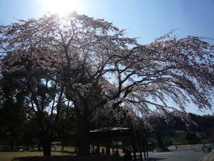 4月5日　サクラの開花情報 ～三分咲き～