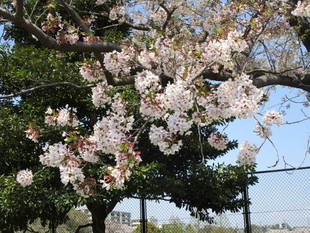 【予告】３月１日よりサクラの開花情報を発信します！✿✿✿