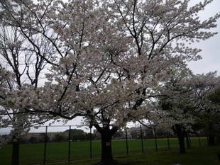 4月10日　サクラの開花情報 ～満開～