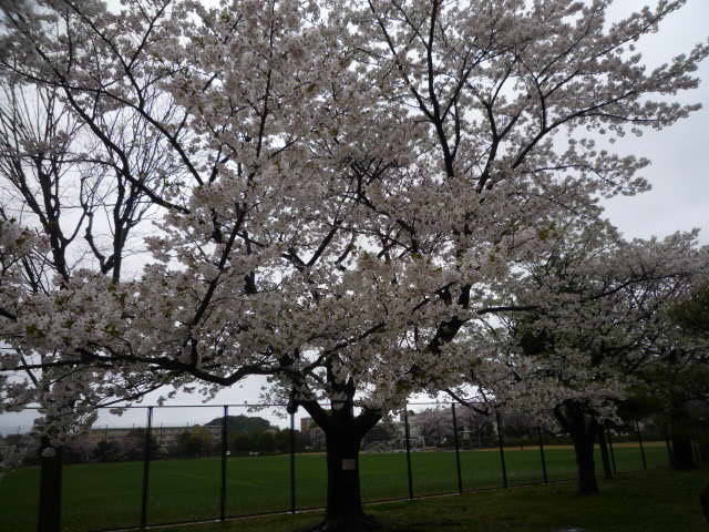 4月10日 サクラの開花情報 ~満開~の写真