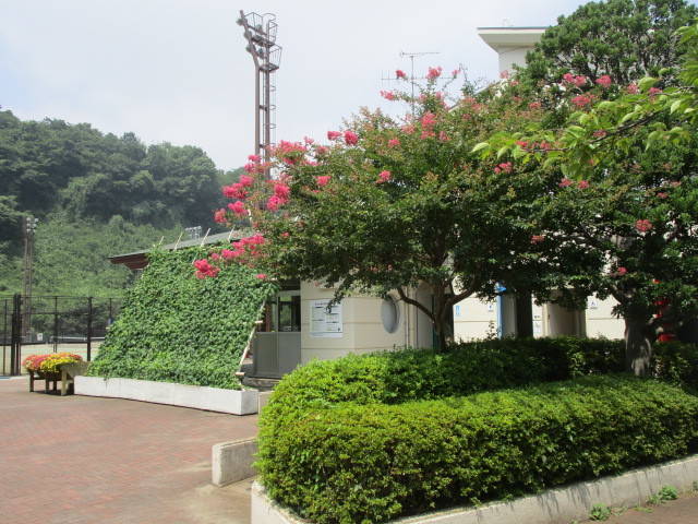 長浜公園の夏の写真