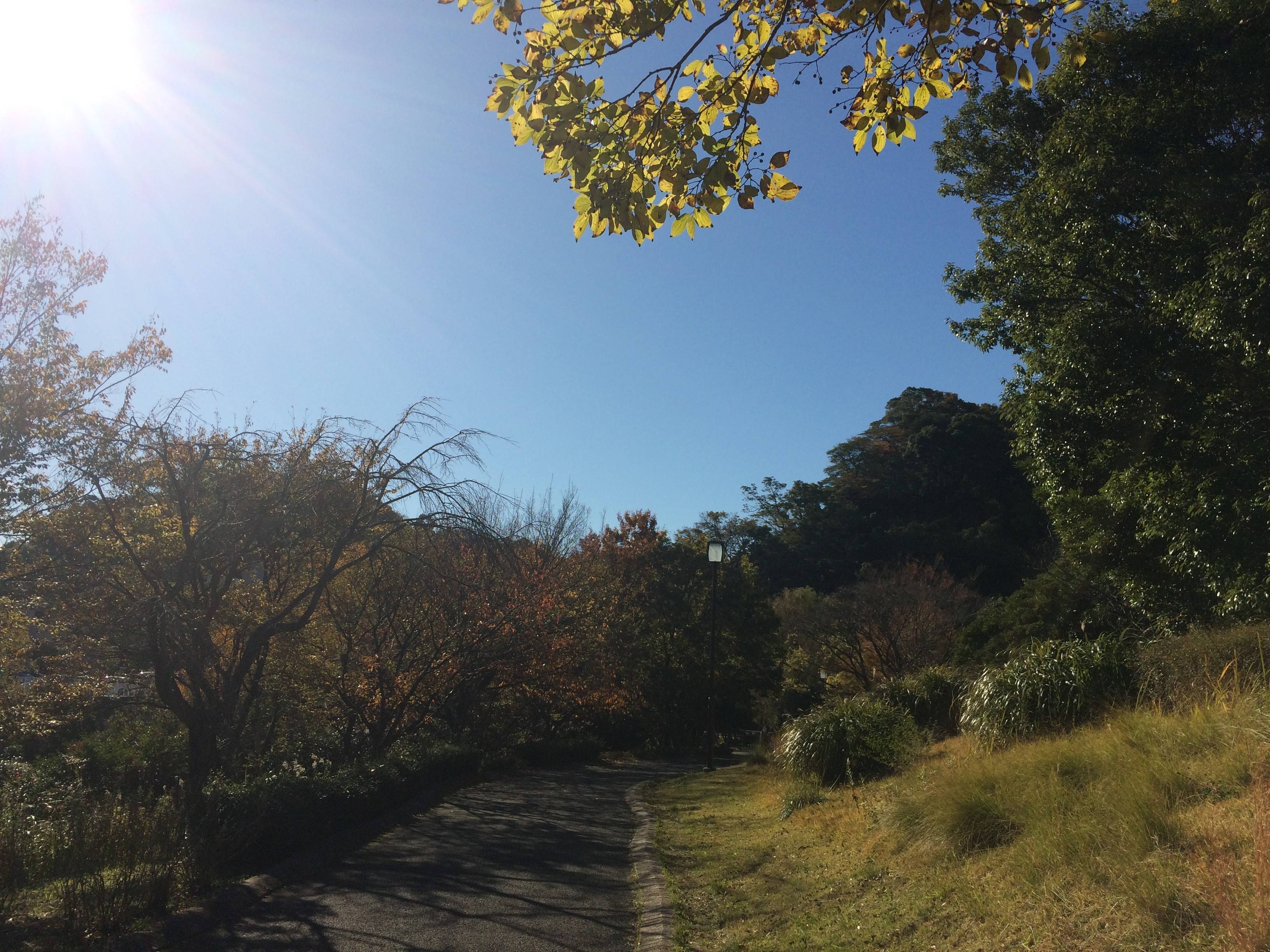 小春日和の写真