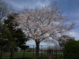 サクラの開花情報（３月26日）✿✿✿ 　満開＼(^o^)／