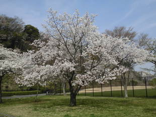  サクラの開花情報（３月27日）✿✿✿ 満開＼(^o^)／