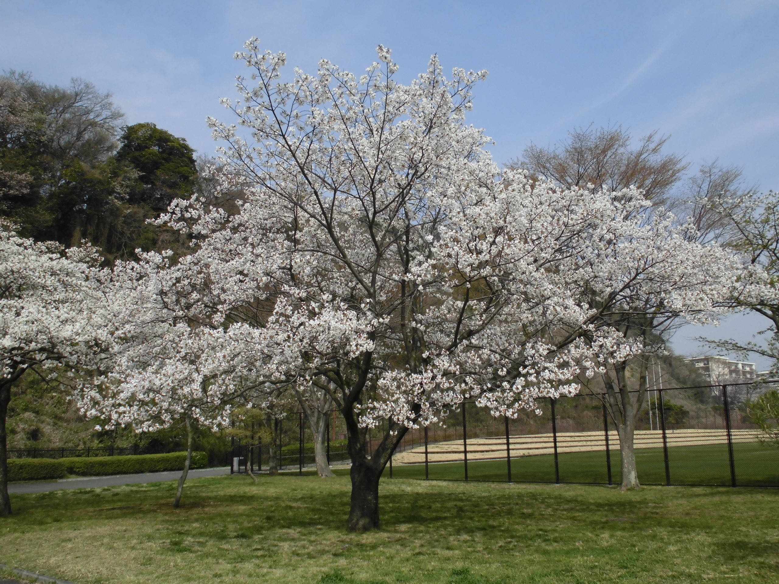 サクラの開花情報(3月27日)✿✿✿ 満開\(^o^)/の写真