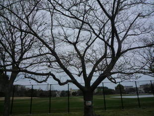 サクラの開花情報（３月１9日）✿✿✿ 咲いた！