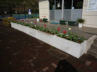 チューリップ＆シダレザクラ