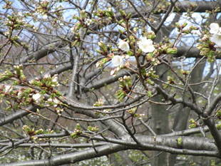  サクラの開花情報（３月24日）✿✿✿ 