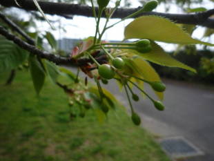 サクラの開花情報（4月7日）✿✿✿ 