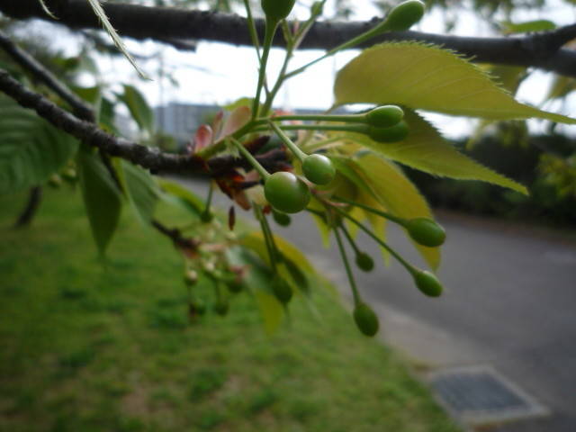サクラの開花情報(4月7日)✿✿✿ の写真
