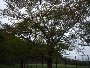 サクラの開花情報（4月6日）✿✿✿  葉桜