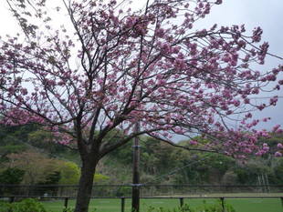 サクラの開花情報（4月6日）✿✿✿ ヤエザクラ