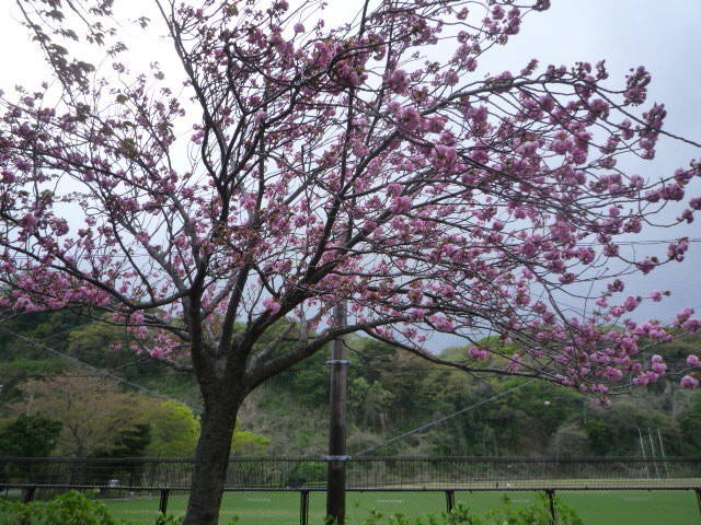 サクラの開花情報(4月6日)✿✿✿ ヤエザクラの写真