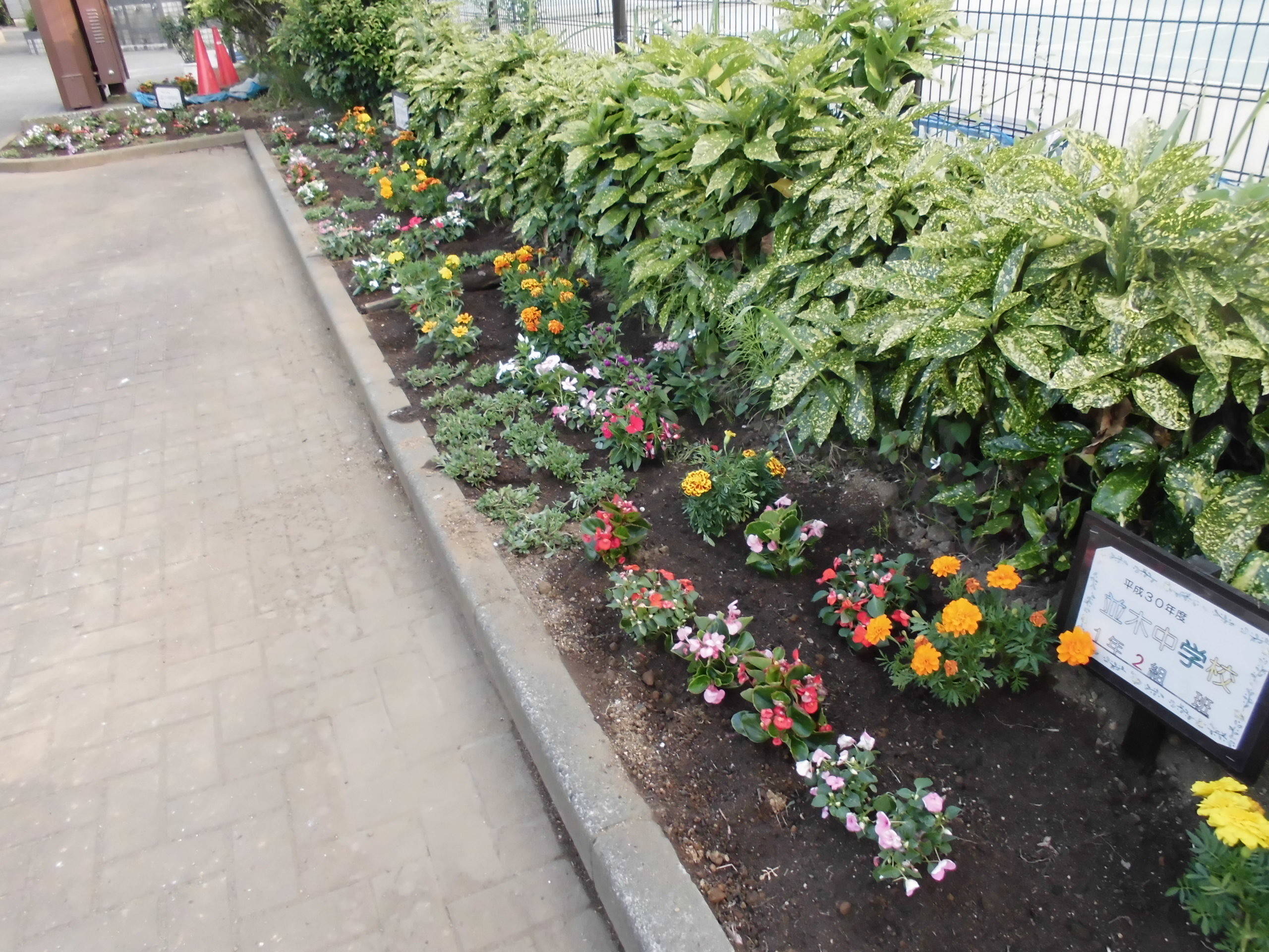6月の花の写真