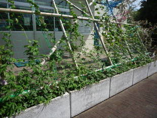 グリーンカーテン（オキナワスズメウリ）成長中！