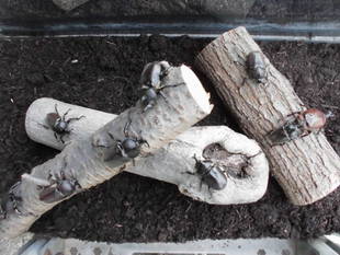 今年もカブトムシを展示しました！