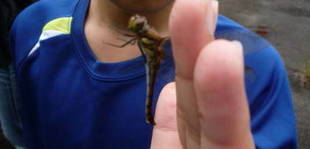 トンボとり大作戦（4回目）を開催したよ～♪☆♡