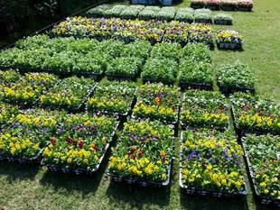 秋冬苗が入荷されました！