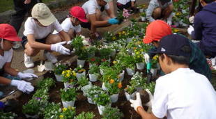 秋の花植えイベント（花育）を実施しました