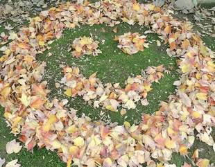 落葉アートでほっこり気分(^^♪