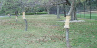 マツの菰(こも)巻き♪