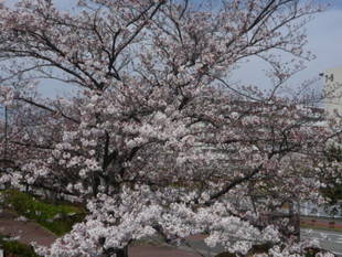 【予告】2019年3月1日よりサクラの開花情報を発信します