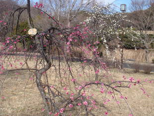 春のめざめin長浜公園