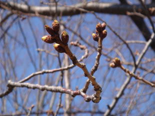長浜公園サクラ開花情報【3月13日】