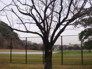 長浜公園サクラ開花情報（3月1日の状況）