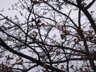 長浜公園サクラ開花情報【3月23日】