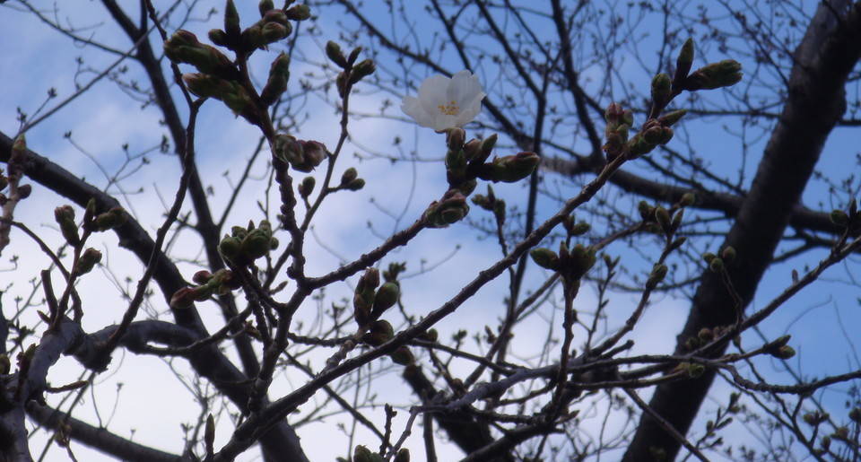 長浜公園サクラ開花情報【3月21日】の状況の写真