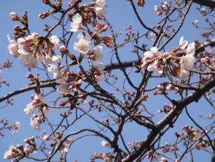 長浜公園サクラ開花情報【3月25日】