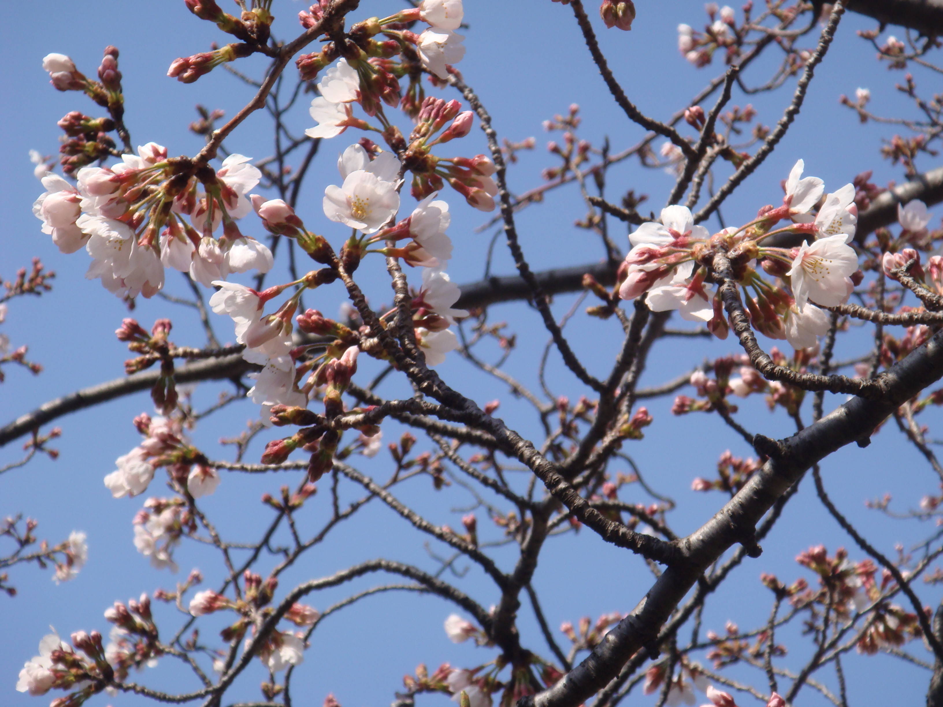 長浜公園サクラ開花情報【3月25日】の写真