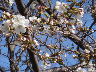 長浜公園サクラ開花情報【3月27日】