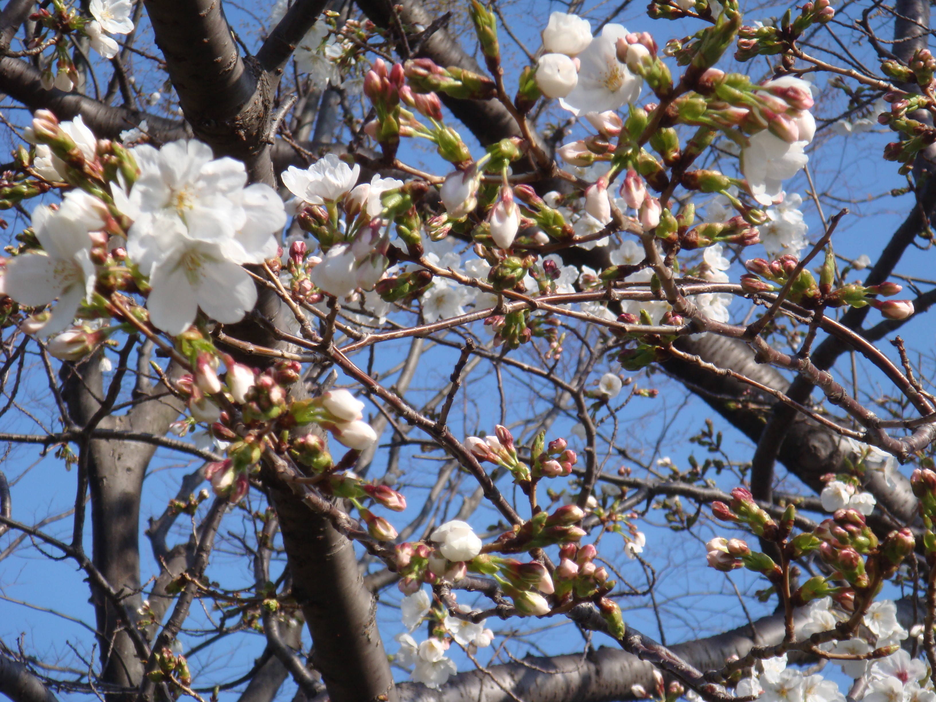 長浜公園サクラ開花情報【3月27日】の写真