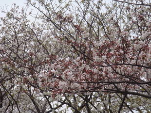 長浜公園サクラ開花情報【3月30日】