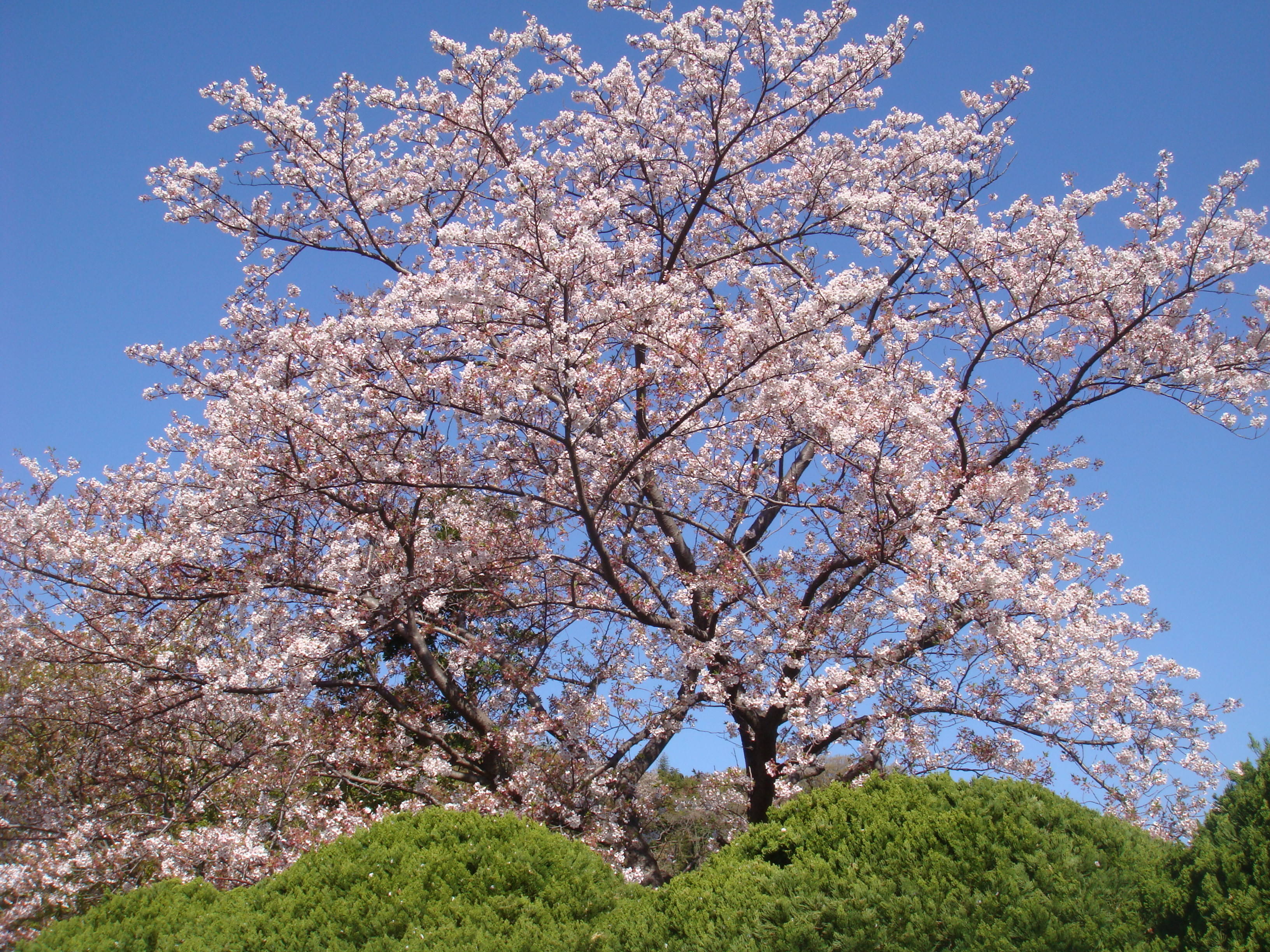 長浜公園サクラ開花情報【4月9日】の写真