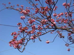 長浜公園サクラ開花情報【4月15日】