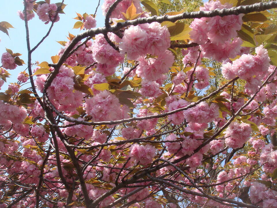 長浜公園サクラ開花情報【4月19日】(ヤエザクラ編)の写真