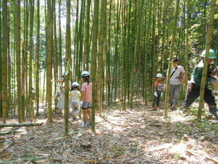 今年も長浜公園で『たけのこ狩り』やりますよ♪