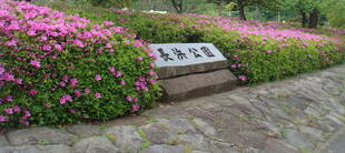 長浜公園つつじ祭り開催♪
