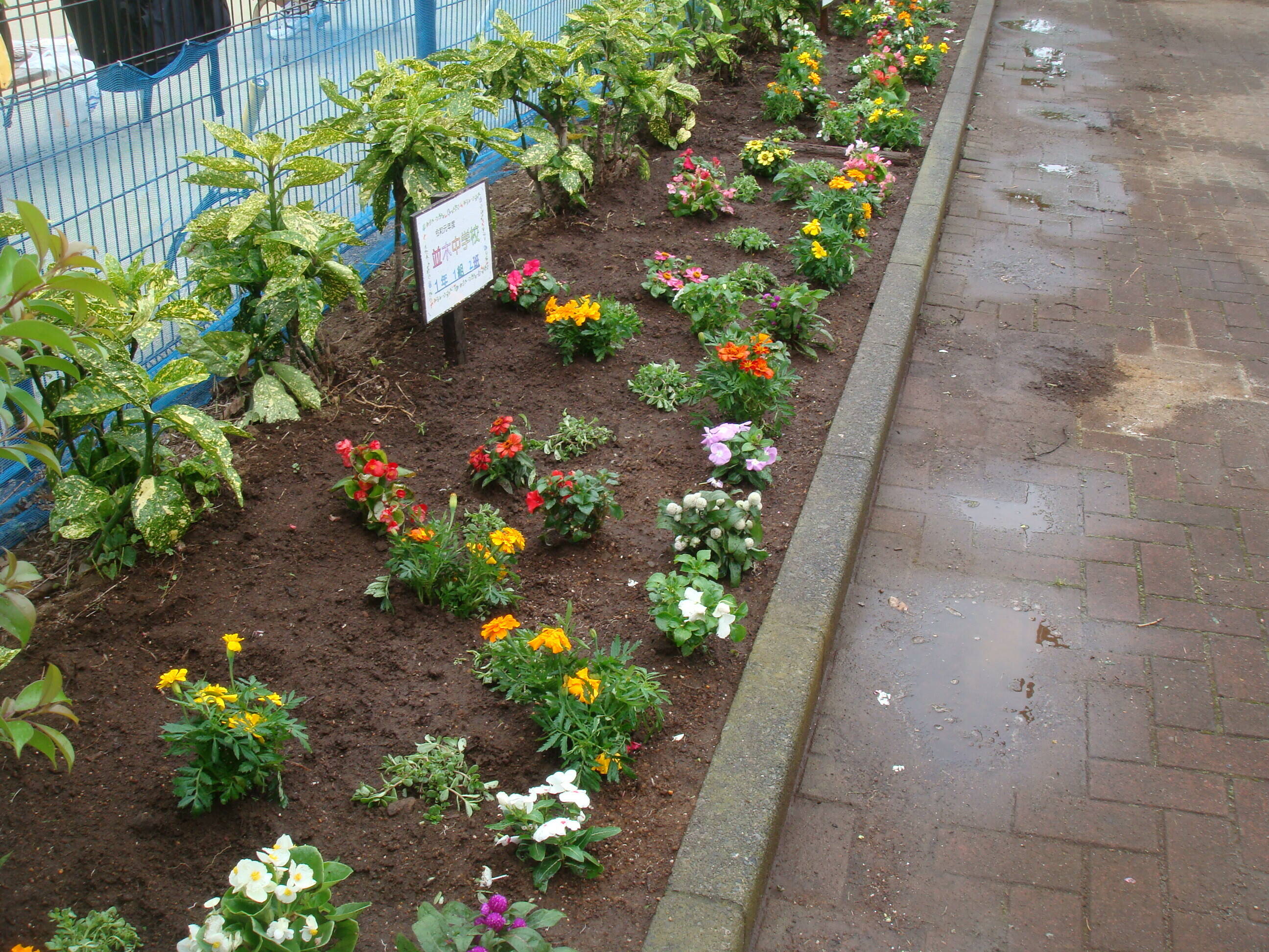 花植えイベント(花育)開催しました♪の写真