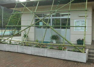 グリーンカーテン設置しました♪