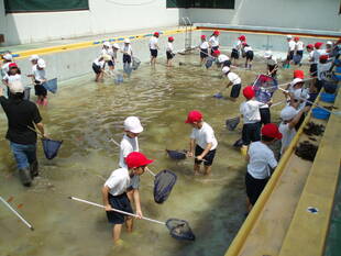 『ヤゴ救出大作戦』を行いました♪