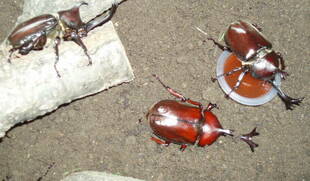 カブトムシ展示をはじめました♪