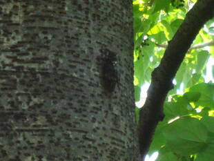強い日差しの中に、柿の実を見つけました