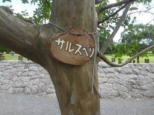 サルスベリ（百日紅）がたくさんの花を咲かせています