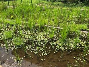 トンボ池には、トンボとガマの穂がいっぱいです